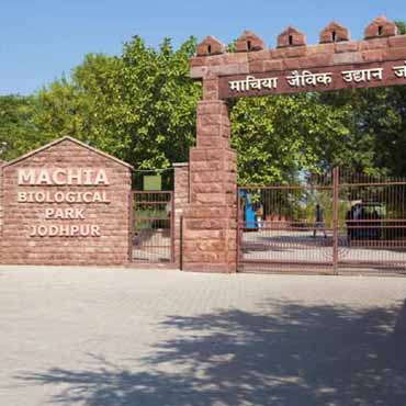 Machiya Safari Park Jodhpur